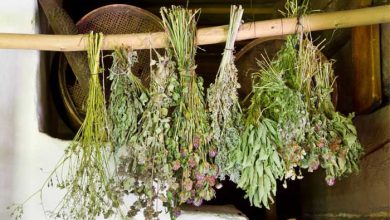 Herb